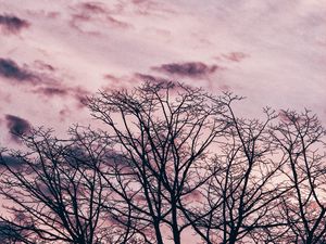 Preview wallpaper tree, branches, sky, clouds