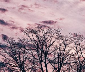 Preview wallpaper tree, branches, sky, clouds