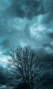 Preview wallpaper tree, branches, sky, clouds, evening