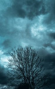 Preview wallpaper tree, branches, sky, clouds, evening
