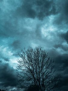 Preview wallpaper tree, branches, sky, clouds, evening