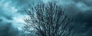 Preview wallpaper tree, branches, sky, clouds, evening
