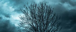 Preview wallpaper tree, branches, sky, clouds, evening