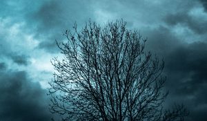 Preview wallpaper tree, branches, sky, clouds, evening