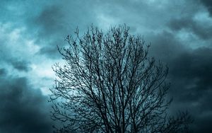 Preview wallpaper tree, branches, sky, clouds, evening