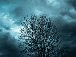 Preview wallpaper tree, branches, sky, clouds, evening