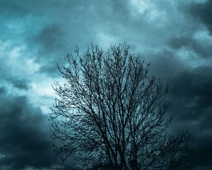 Preview wallpaper tree, branches, sky, clouds, evening