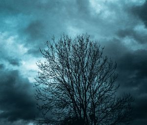 Preview wallpaper tree, branches, sky, clouds, evening