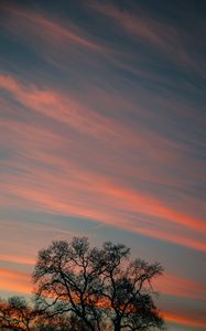 Preview wallpaper tree, branches, sky, clouds, sunset, stripes