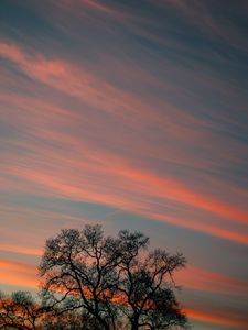 Preview wallpaper tree, branches, sky, clouds, sunset, stripes