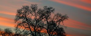 Preview wallpaper tree, branches, sky, clouds, sunset, stripes