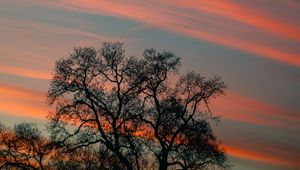 Preview wallpaper tree, branches, sky, clouds, sunset, stripes