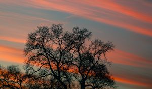 Preview wallpaper tree, branches, sky, clouds, sunset, stripes