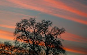 Preview wallpaper tree, branches, sky, clouds, sunset, stripes