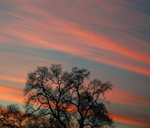 Preview wallpaper tree, branches, sky, clouds, sunset, stripes