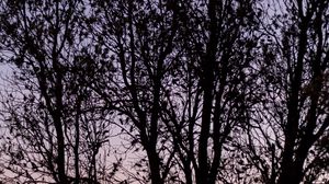 Preview wallpaper tree, branches, sky, dusk, dark