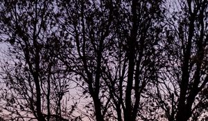 Preview wallpaper tree, branches, sky, dusk, dark