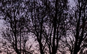 Preview wallpaper tree, branches, sky, dusk, dark