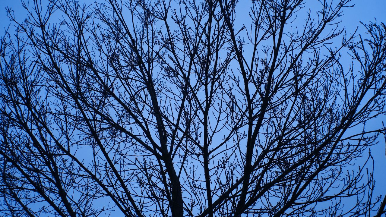 Wallpaper tree, branches, sky, blue