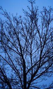 Preview wallpaper tree, branches, sky, blue