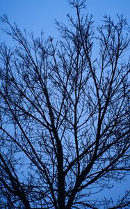 Preview wallpaper tree, branches, sky, blue