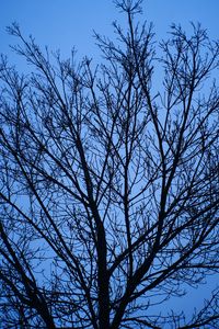 Preview wallpaper tree, branches, sky, blue