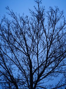 Preview wallpaper tree, branches, sky, blue