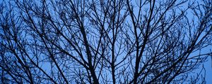 Preview wallpaper tree, branches, sky, blue