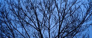 Preview wallpaper tree, branches, sky, blue