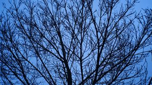 Preview wallpaper tree, branches, sky, blue