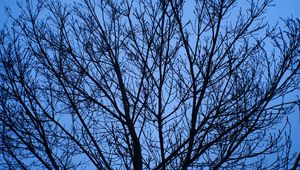 Preview wallpaper tree, branches, sky, blue