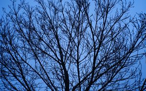 Preview wallpaper tree, branches, sky, blue