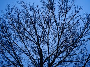 Preview wallpaper tree, branches, sky, blue