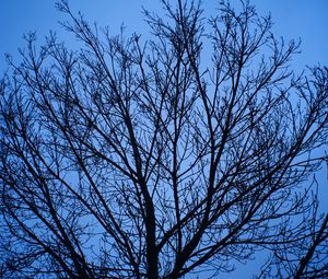Preview wallpaper tree, branches, sky, blue
