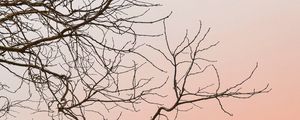 Preview wallpaper tree, branches, sky, minimalism
