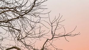 Preview wallpaper tree, branches, sky, minimalism