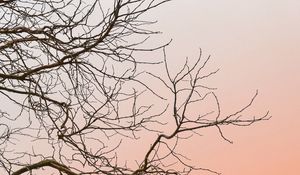 Preview wallpaper tree, branches, sky, minimalism