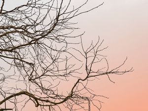 Preview wallpaper tree, branches, sky, minimalism