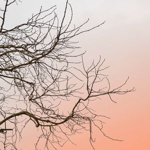 Preview wallpaper tree, branches, sky, minimalism