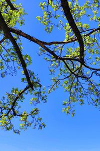 Preview wallpaper tree, branches, sky, nature, minimalism