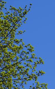 Preview wallpaper tree, branches, sky, spring, minimalism