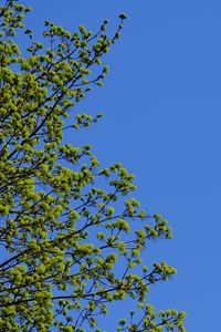 Preview wallpaper tree, branches, sky, spring, minimalism