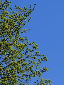 Preview wallpaper tree, branches, sky, spring, minimalism