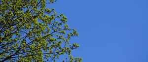 Preview wallpaper tree, branches, sky, spring, minimalism
