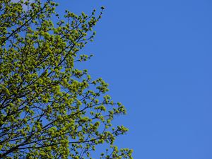 Preview wallpaper tree, branches, sky, spring, minimalism