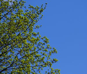 Preview wallpaper tree, branches, sky, spring, minimalism