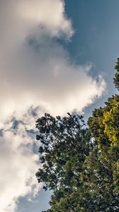 Preview wallpaper tree, branches, sky, clouds, nature