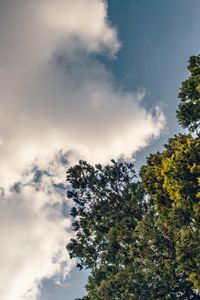 Preview wallpaper tree, branches, sky, clouds, nature