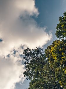 Preview wallpaper tree, branches, sky, clouds, nature