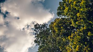 Preview wallpaper tree, branches, sky, clouds, nature